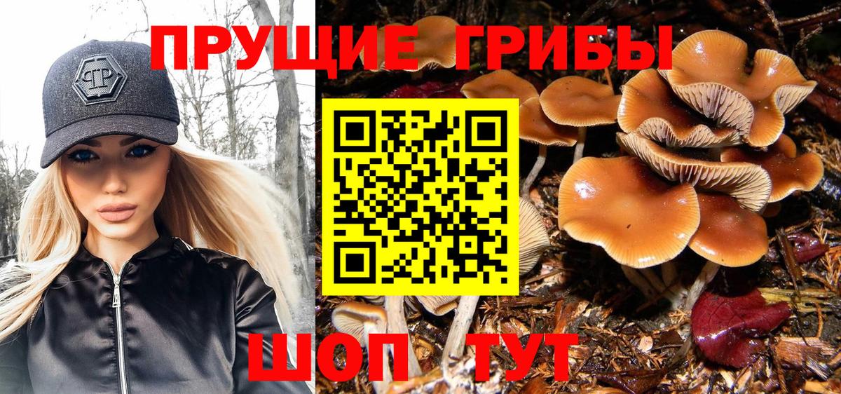 Псилоцибиновые грибы мицелий Тайшет
